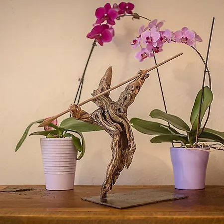 Affittacamere Domus Antica Aosta